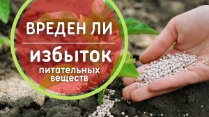 ВРЕДЕН ЛИ избыток питательных веществ  ? Обратный эффект? Как влияет на растения избыток удобрений.