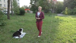 Как научить собаку команде место. Дрессировка собак команда место. Команда место для собаки.