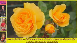 Анна Барбера - Жёлтые розы. Слова и музыка Лариса Ева. Аранж. А.Романюта.mp4