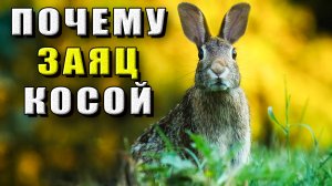 Почему заяц косой