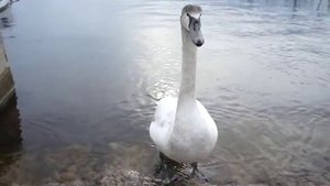 Лебедь шипит