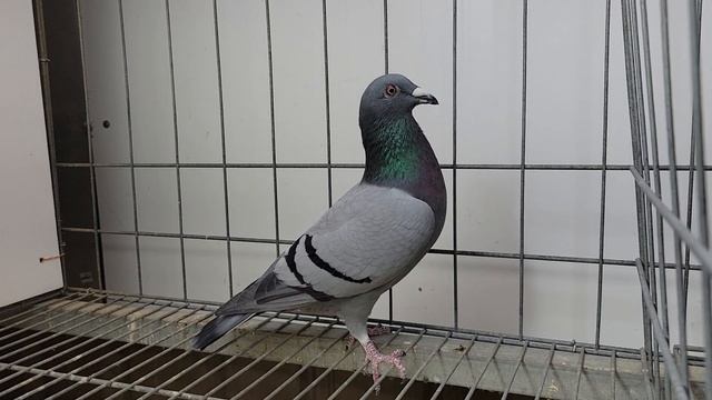 安順鴿園-訂價鴿NO.16- 23-777548灰♀ смотреть онлайн