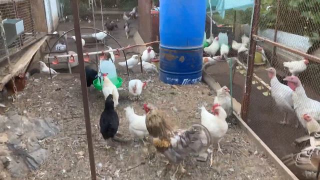 Перестали нестись куры, что я делаю смотреть онлайн