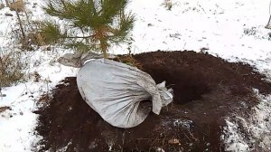 Сажаем Хвойные: Сосна Крымская