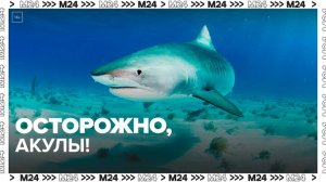 "Актуальный репортаж": туристов в Таиланде предупредили об акулах - Москва 24