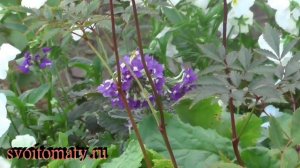 Вербена: выращивание и уход