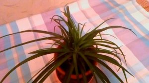 Тилландсия - Уход И Повторное Цветение.