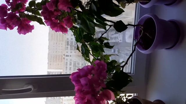 Бугенвиллия смотреть онлайн