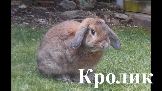 Звуки домашних животных смотреть онлайн