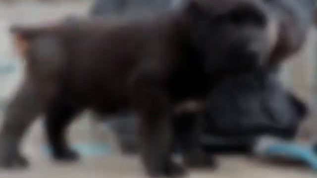 свободные к продаже щенки алабая из питомника Аз Марал 89278137957 ватсап смотреть онлайн