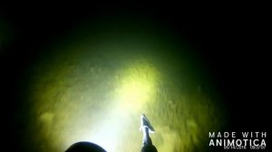 подводная охота. калининградская область озеро виштынец.охота на угря.