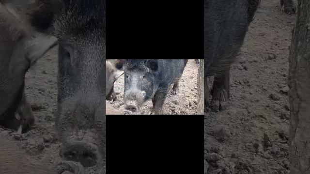 ВОЛЬЕРНАЯ ОХОТА НА КАБАНА 365 ДНЕЙ В ГОДУ