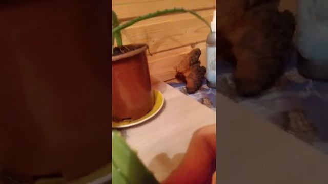 Натуральная косметика для лица и волос. Гриб Чага берёзовая и Алое Вера. Рецепт. ФитоДар.