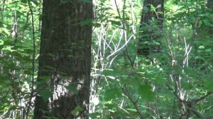 Косуля на манок.