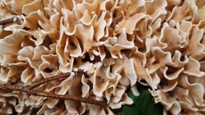 Спарассис курчавый. Гриб квочка/ гриб капуста