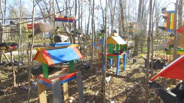 ГОЛУБИ ЛЕНИНСКИЙ ПАРК НА НЕФТЯНИКЕ ХАБАРОВСК 17 октября 6 ноября 2023 г Ролик 2 смотреть онлайн