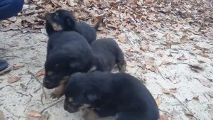 Маленькие щенки ищут хозяев. Симпатичные щенята кормятся из рук