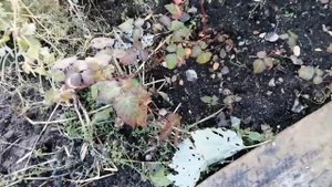 29.09.2022. Дача. Осень.