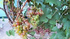 Почему вянут грозди винограда.Полезные советы