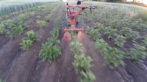 Мотоблок окучивает сам картофель:)