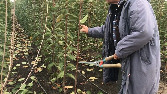Питомник Маценко - Преимущество формировки черешни прямо в питомнике Ч.2