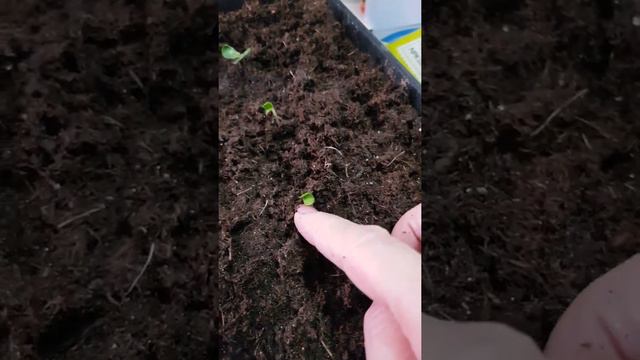 почвобрикет из фикс прайса