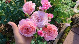 Роза Прикс П.Ж. Редут в Подмосковье