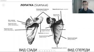 Анатомия ЛОПАТКИ SCAPULA на русском и латинском строение | Остеология