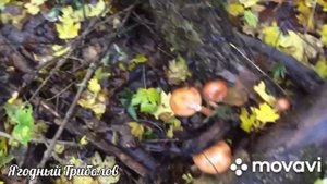 ❗Продолжаем сезон сбором опят ? По грибы 17.10.2023 г. Курская область❗