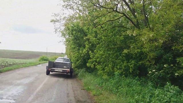 поздняя акация 2020 возможное цветение в июне смотреть онлайн