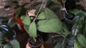 хойи. каудата биг сгорела(супер обзор)