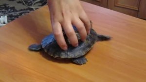 Чешем панцирь красноухой черепахе