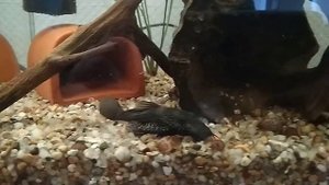 Анциструс звездчатый L181. Кормим анциструсов.