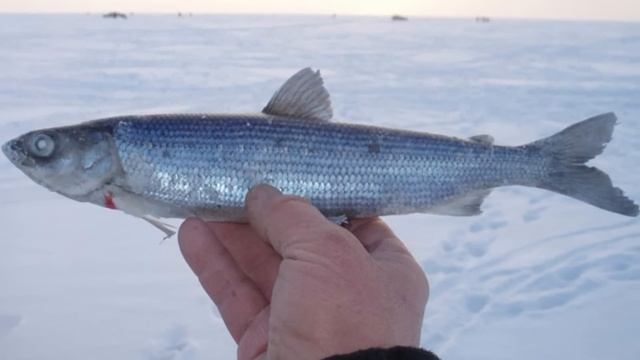 Царская селёдка - что за рыба и за что её уважали даже Цари? смотреть онлайн