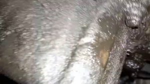 где находится номер двигателя сузуки гранд витара 2.7 бензин американец