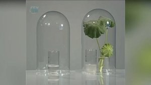 Обнаружение дыхания листьев Опыт