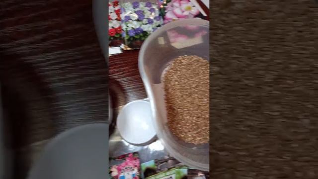 Сею бегонию ампельную, землянику и виолу рогатую. смотреть онлайн