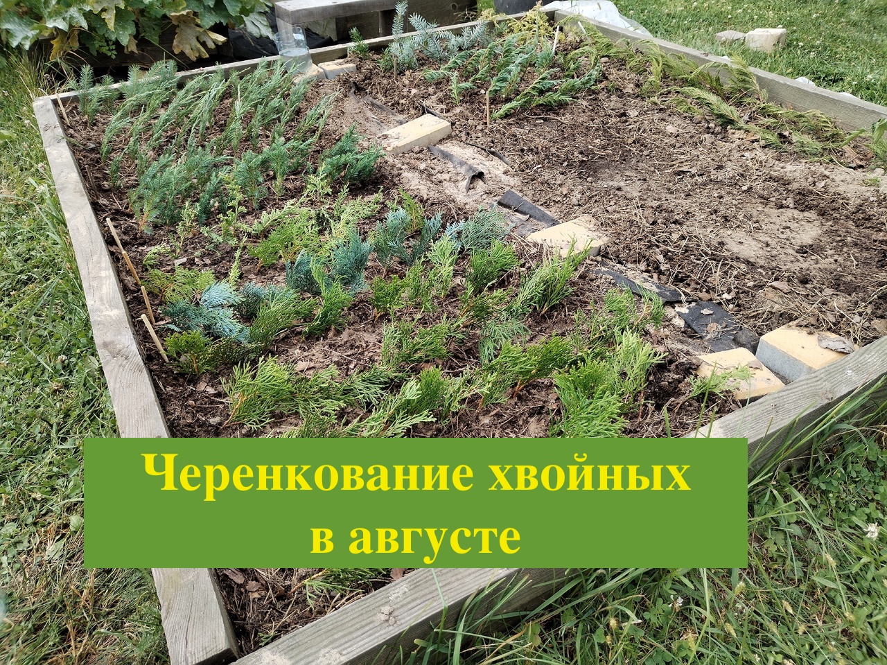 Хвойск. Черенкование хвойных в августе