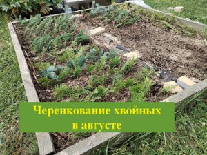 Хвойск. Черенкование хвойных в августе