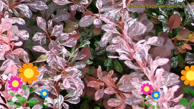 Барбарис тунберга Рози Рокет. Краткий обзор, описание характеристик berberis thunbergii Rosy Rocket смотреть онлайн