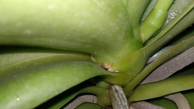 ПОСЛЕ ЭТОГО ПОЛИВА ОРХИДЕИ ПОПРУТ ЦВЕТЕНИЯ ! КАК ПОЛИВ ОРХИДЕЙ ВЛИЯЕТ НА ФАЛЕНОПСИС ! смотреть онлайн