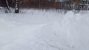 Восточноевропейская овчарка. Впечатления о породе