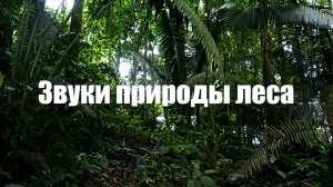 Звуки природы леса