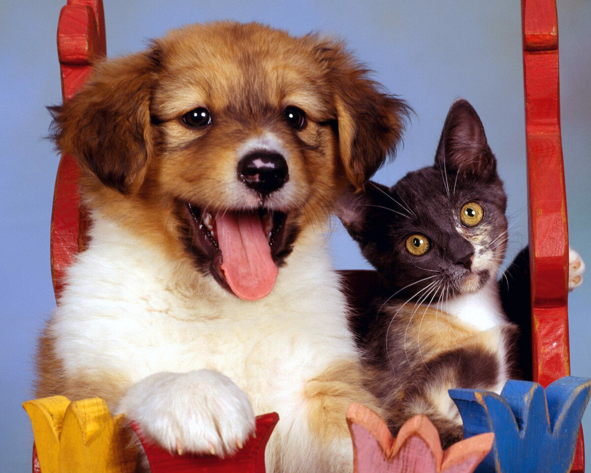 Смешные животные кошки собаки фото