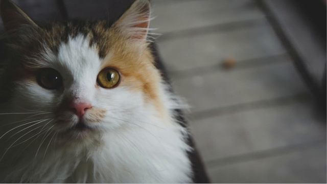 Сказка В. Г. Сутеева "Капризная кошка". А, может, это вовсе и не про кошку?... смотреть онлайн