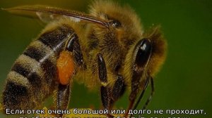 Оставляет ли оса жало при укусе