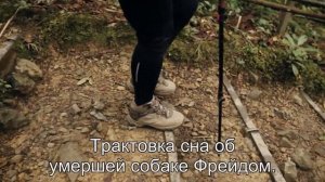 К чему снится Умершая собака? Толкование сна по сонникам Ванги и Хассе