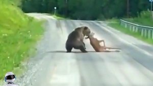 Медведя Было Не Остановить / Битвы Животных, Снятые на Камеру