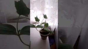 Как выращивать люффу