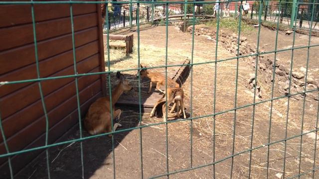 Родились оленята! Бесплатный зоопарк в г Нижнекамск. смотреть онлайн